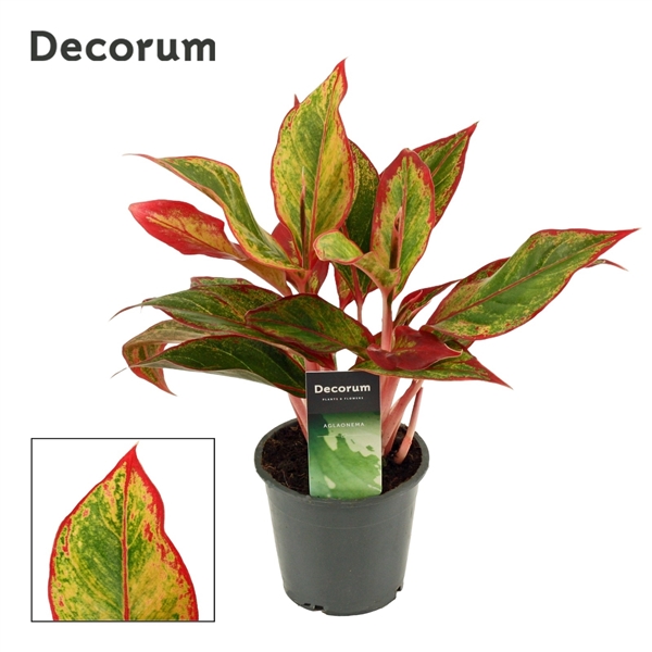 Aglaonema Red Fire 12Ø 30cm 2pp