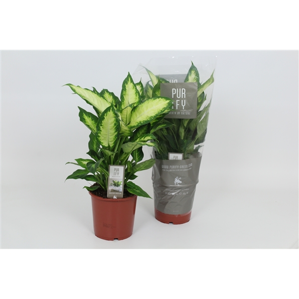 Dieffenbachia Camilla 17Ø 50cm