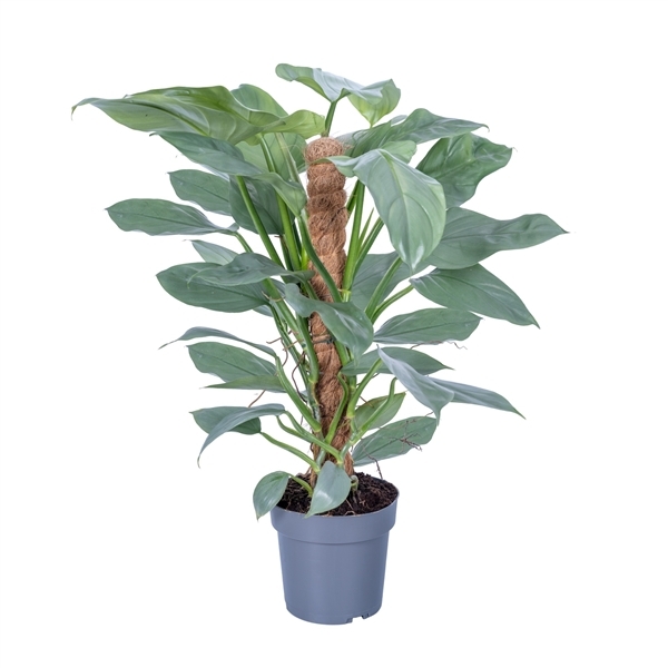 Philodendron Silver Queen 17Ø 65cm