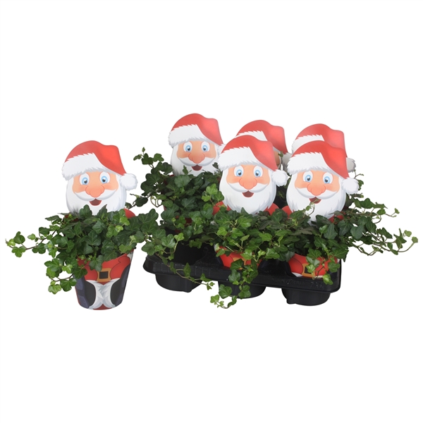 Hedera Wonder santa potcover 13Ø 30cm