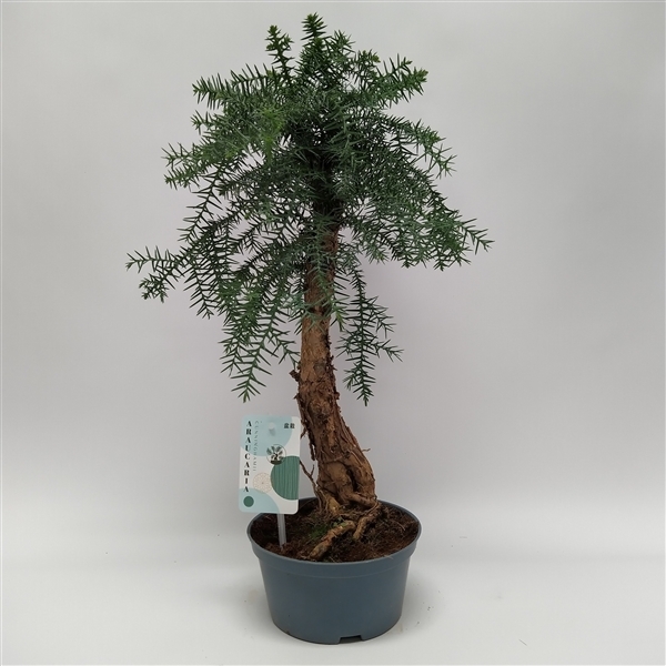 Bonsai Araucaria Cunninghamii 16Ø 40cm 1pp