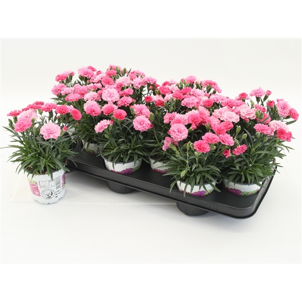 Dianthus hybr. I Love U 10,5Ø 22cm