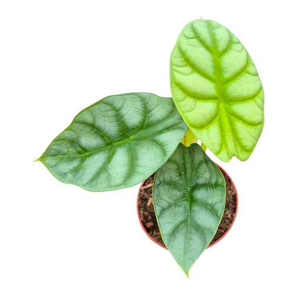 Alocasia Dragon Gold 9Ø 15cm 1pp