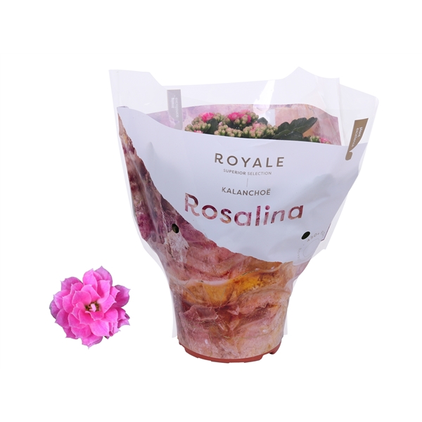 Kalanchoe cal Royal Pink 15Ø 27cm