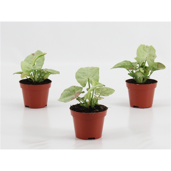 Syngonium Confetti 6Ø 15cm