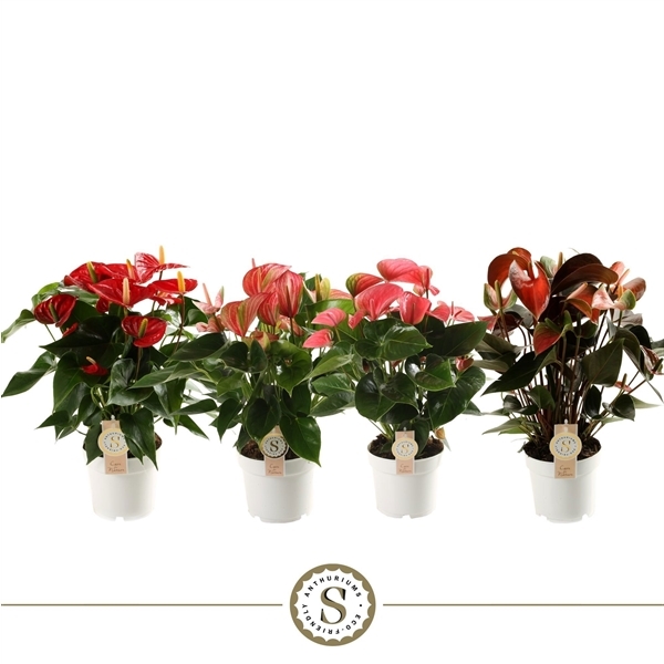 Anthurium Andreanum mix 3 colors 14Ø 50cm 6fl