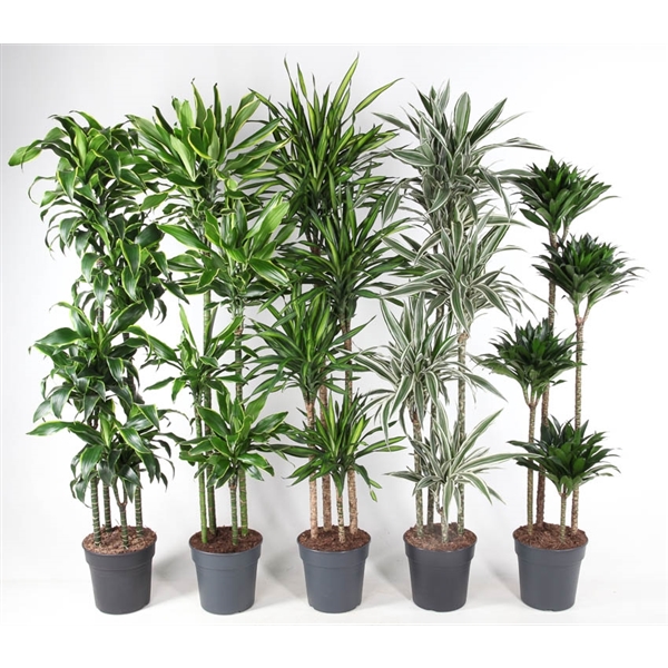 Dracaena mix trolley 27Ø 170cm 4pp