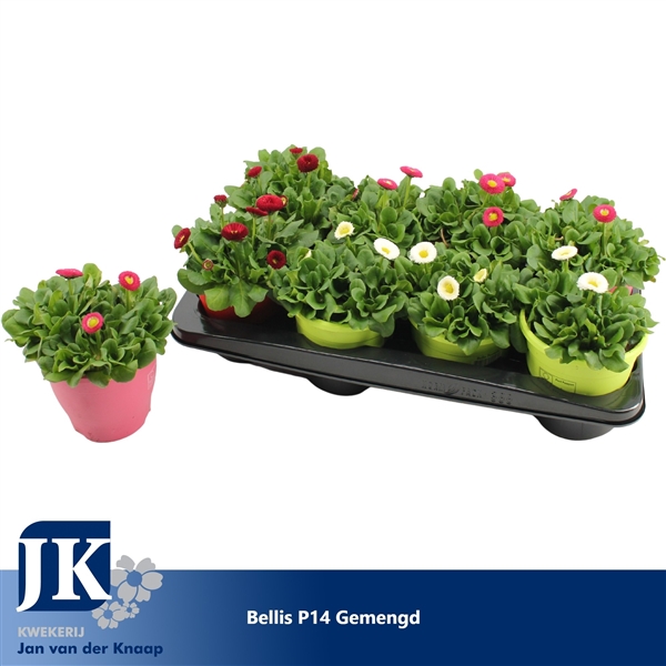 Bellis perennis mixed 14Ø 20cm