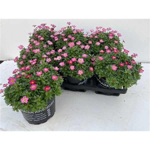 Saxifraga arendsii Touran Deep Red 17Ø 27cm