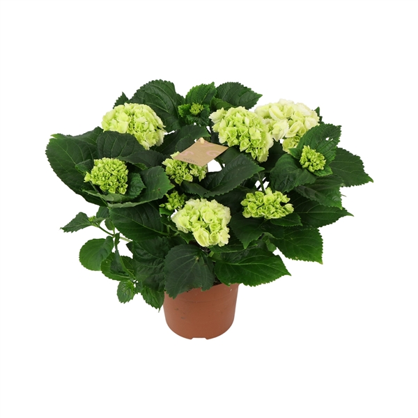 Hydrangea mac Crystal Palace 14Ø 40cm 5fl