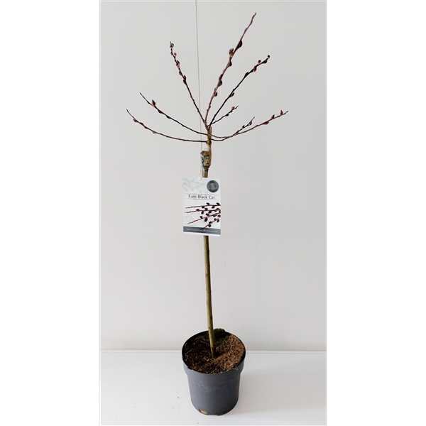 Salix Kurome 17Ø 70cm