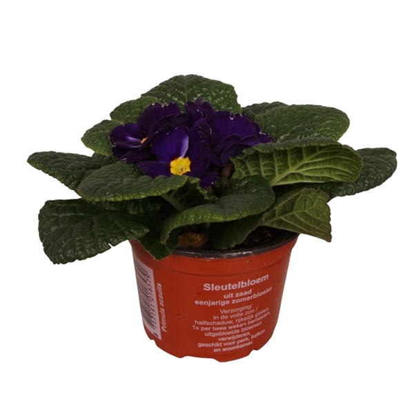 Primula Acaulis blue 9Ø 10cm