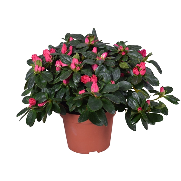 Rhododendron Simsii Nordlicht Vogel 13Ø 28cm 27Ø