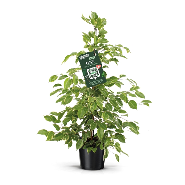 Ficus benjamina Golden King 21Ø 105cm 3pp
