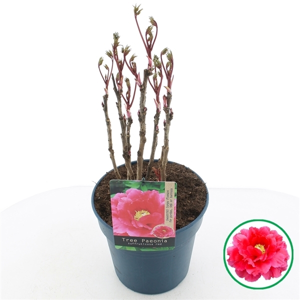 Paeonia suffruticosa red 24Ø 40cm