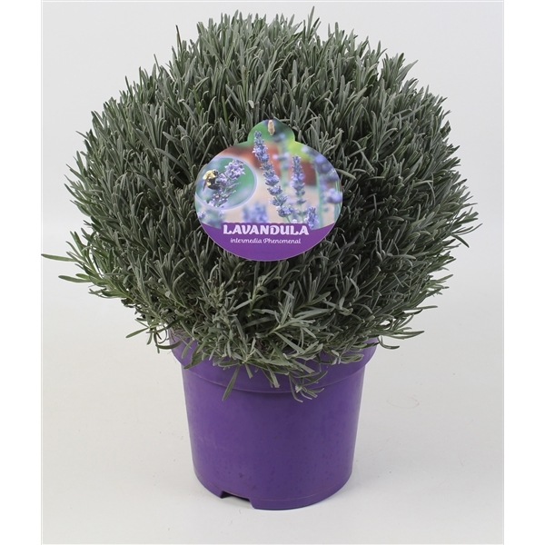Lavandula intermedia Phenomenal 23Ø 45cm