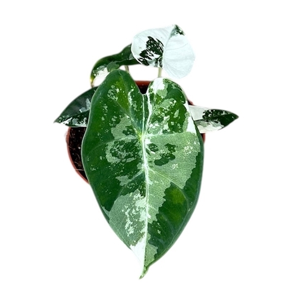 Alocasia micholitziana Frydek Variegata 8Ø 12cm 1pp