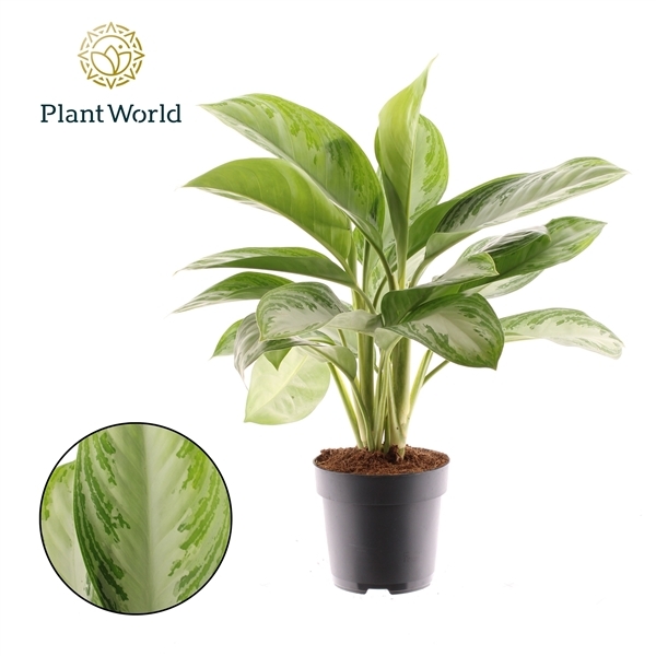 Aglaonema Silver Bay 17Ø 60cm 3pp