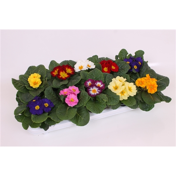 Primula acaulis mix 10,5Ø 15cm