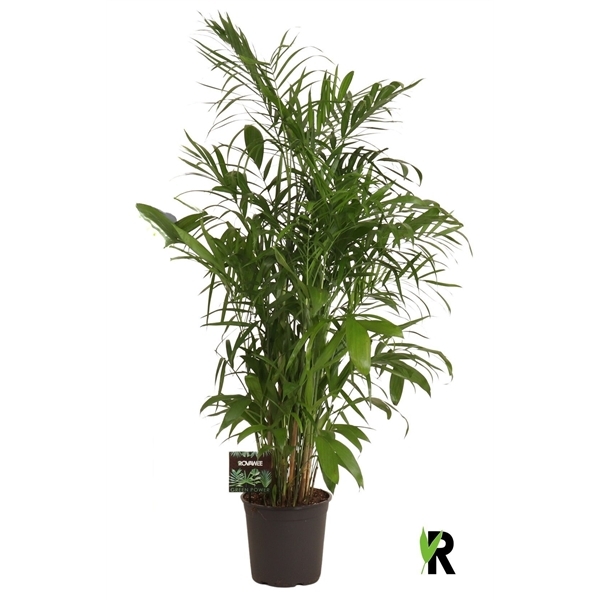 Chamaedorea Seifrizii 27Ø 170cm