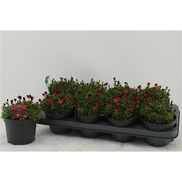 Saxifraga arendsii Peter Pan 13Ø 15cm