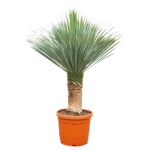 Yucca Rostrata 55Ø 160cm