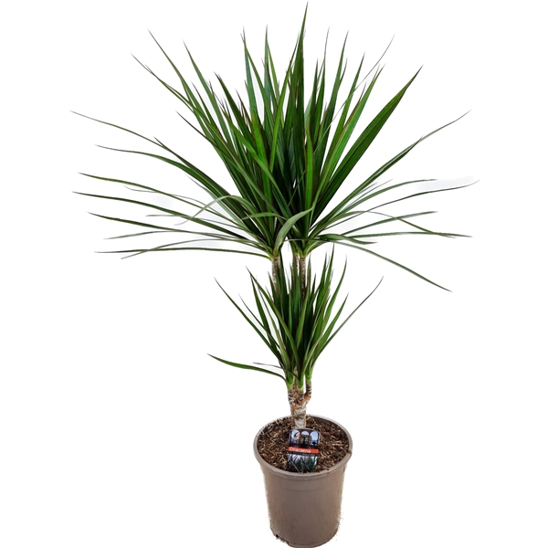 Dracaena Marginata 17Ø 70cm 2pp