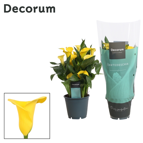 Zantedeschia Sunclub 14Ø 40cm 5fl