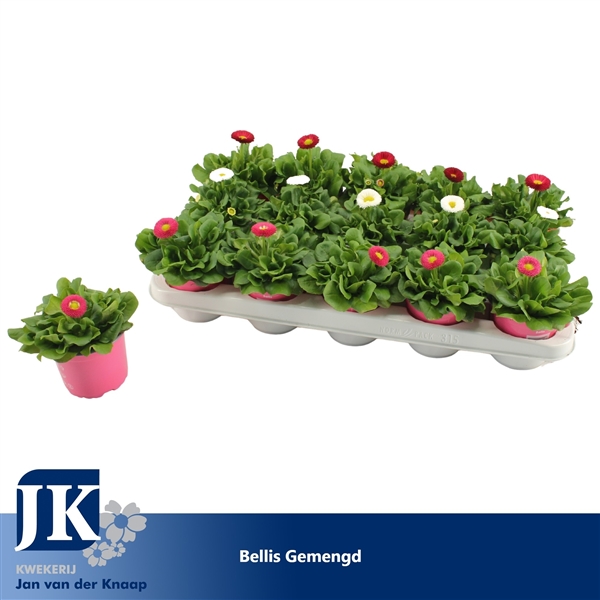 Bellis perennis mixed 10,5Ø 15cm