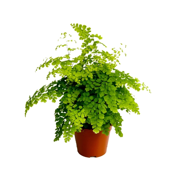 Adiantum raddianum Fragrans 14Ø 35cm