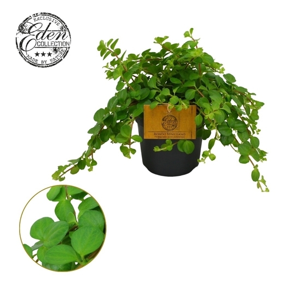 Peperomia rotundifolia 12Ø 20cm