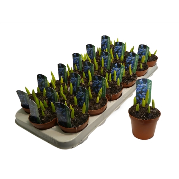 Scilla siberica blue 9Ø 12cm