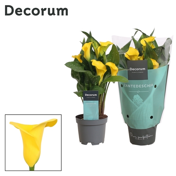 Zantedeschia Sunclub 10,5Ø 30cm 2fl
