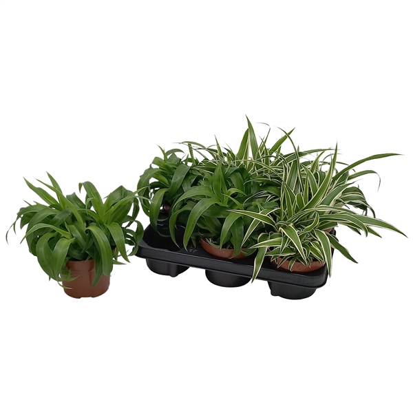 Chlorophytum mix 13Ø 25cm