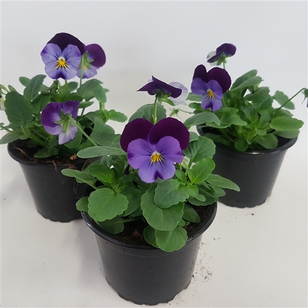 Viola cornuta Callisto F1 Denim 9Ø 15cm