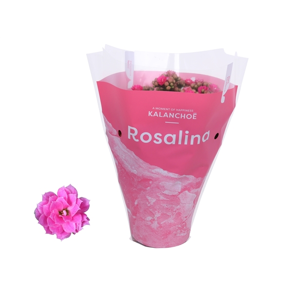 Kalanchoe Rosalina Don Nando TsT 12Ø 27cm
