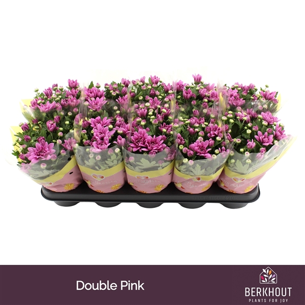 Chrysanthemum Indicum Dynamic 12Ø 26cm 3pp