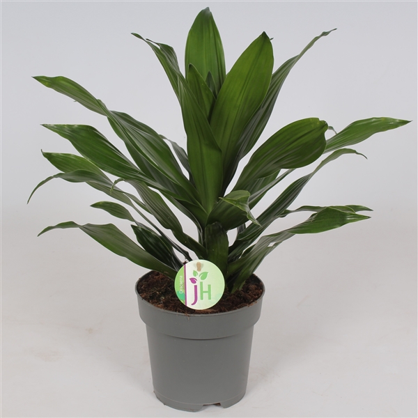 Dracaena fragrans Green Jewel 17Ø 50cm 1pp