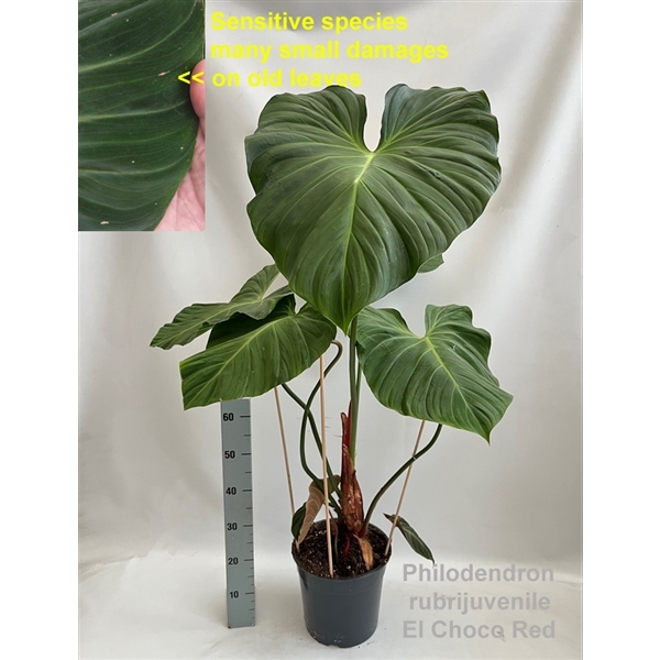 Philodendron rubrijuvenile El Choco Red 27Ø 120cm