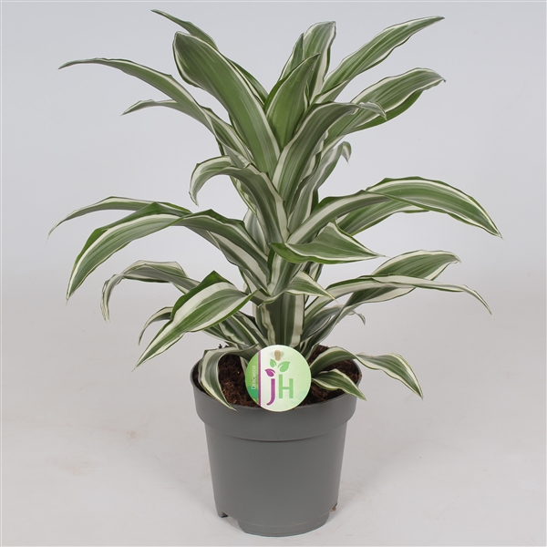 Dracaena fragrans White Jewel 17Ø 45cm 1pp
