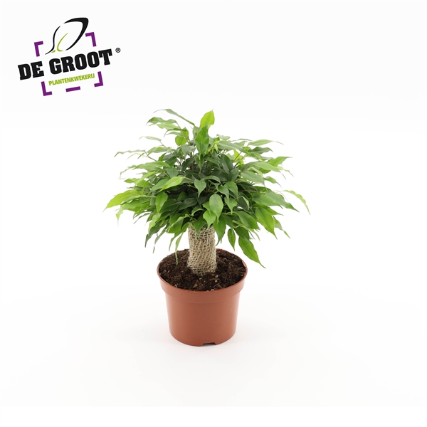 Ficus benjamina Green Kinky Jutte stam 12Ø 30cm 3pp