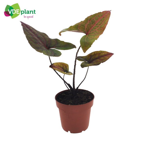 Alocasia Black Jack 12Ø 40cm 1pp
