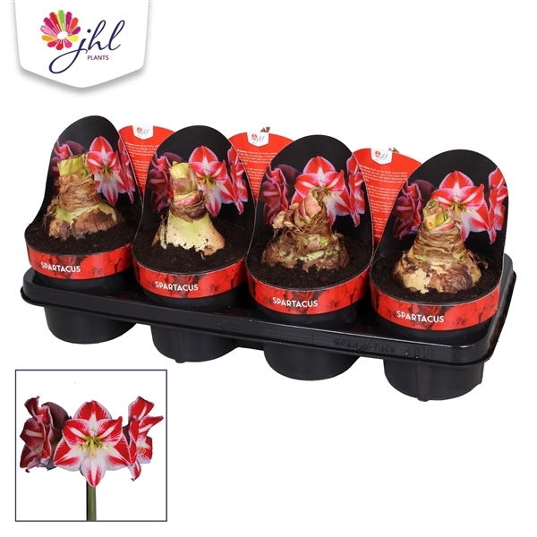 Hippeastrum Galaxy Spartacus 14Ø 25cm 2st