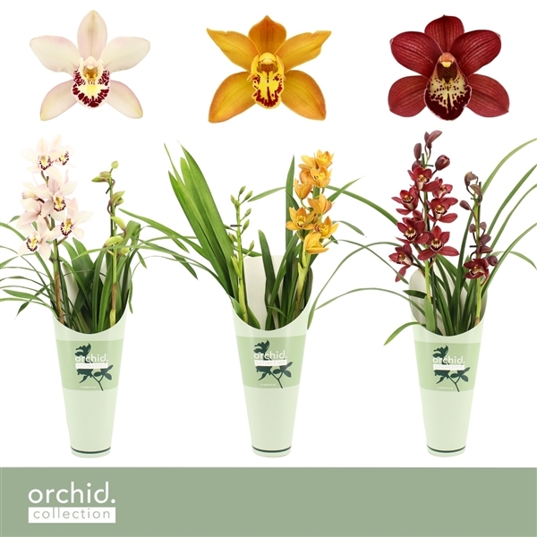Cymbidium mix in potcover (Cites) 12Ø 50cm 2st