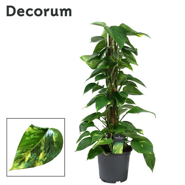 Epipremnum pinnatum mosstok 19Ø 80cm