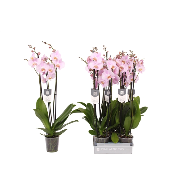 Phalaenopsis Rosion 12Ø 60cm 3st 22fl