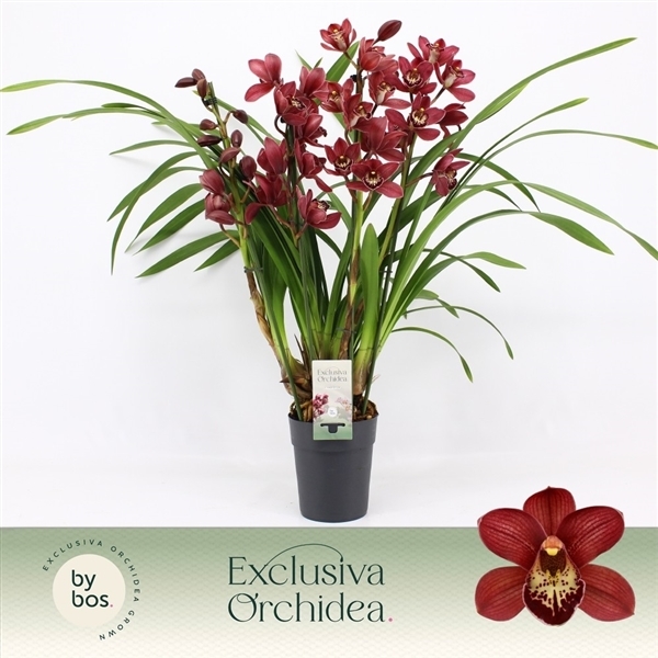 Cymbidium Red Beauty Roy (Cites) 14Ø 70cm 4st