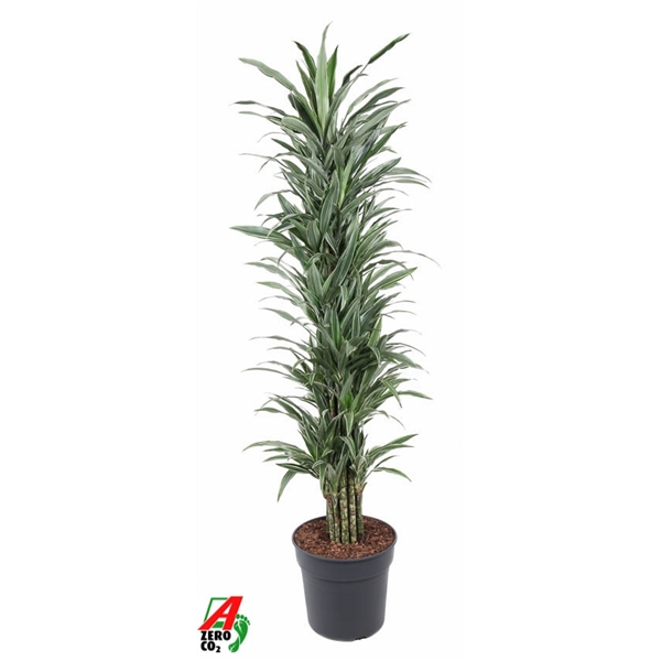 Dracaena fragrance De Warneckai branched 34Ø 180cm 1pp