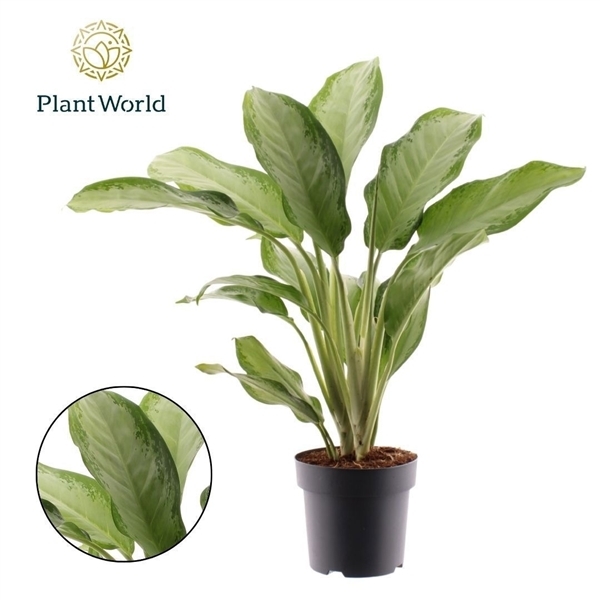 Aglaonema Cleopatra 21Ø 70cm 3pp