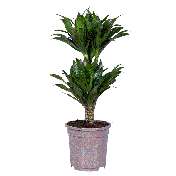 Dracaena fragrans Compacta 17Ø 60cm 2pp